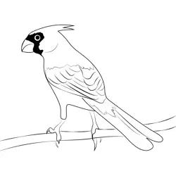Cardinal 13 Free Coloring Page for Kids