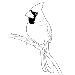 Cardinal 14 Free Coloring Page for Kids