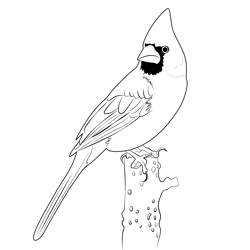 Cardinal 2 Free Coloring Page for Kids
