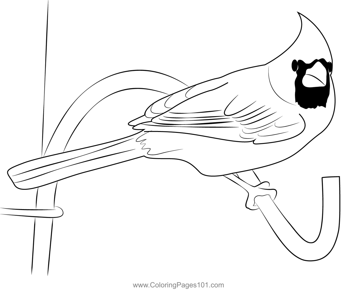 Cardinal 3 Coloring Page for Kids - Free Sparrows Printable Coloring