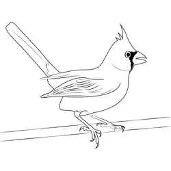 Cardinal 6 Free Coloring Page for Kids