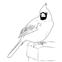 Cardinal 9 Free Coloring Page for Kids
