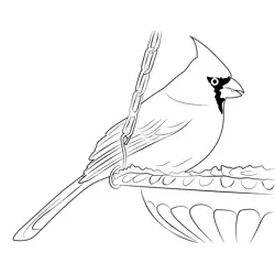 Cardinal At The Feeder Free Coloring Page for Kids