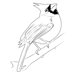Cardinal Bird Free Coloring Page for Kids