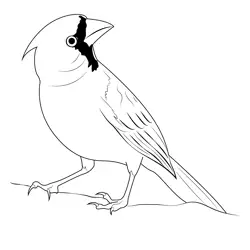 Cardinal Birds 1 Free Coloring Page for Kids