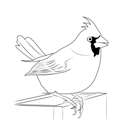 Cardinal Female 1 Free Coloring Page for Kids