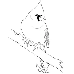 Cardinal Female Free Coloring Page for Kids