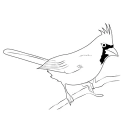 Cardinal Northern Ash Free Coloring Page for Kids