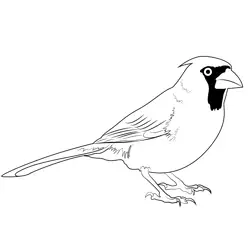 Cardinal Northern Male Free Coloring Page for Kids