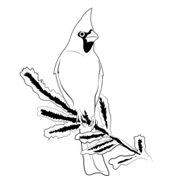 Cardinal Red Branch Bird Free Coloring Page for Kids
