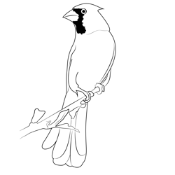 Cardinal Wallpaper Free Coloring Page for Kids