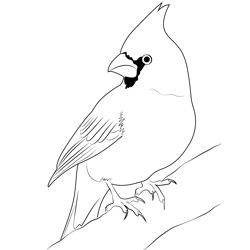 Cardinal Free Coloring Page for Kids