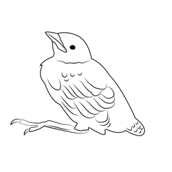 Cute White Crowned Sparrow Free Coloring Page for Kids