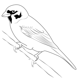 Eurasian Tree Sparrow Bird Free Coloring Page for Kids