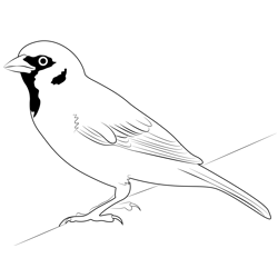 Eurasian Tree Sparrow Free Coloring Page for Kids