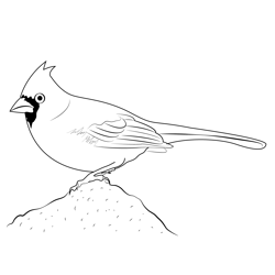 Female Cardinal Bird Free Coloring Page for Kids