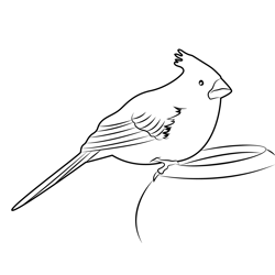 Female Cardinal Free Coloring Page for Kids