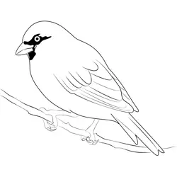 Female House Sparrow Free Coloring Page for Kids