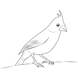 Female Northern Cardinal Bird Free Coloring Page for Kids