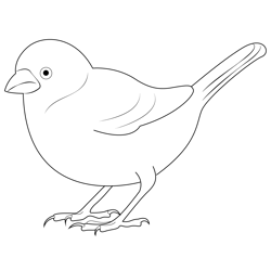 Female Sparrow Free Coloring Page for Kids