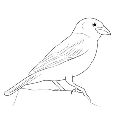 House Sparrow Female Free Coloring Page for Kids