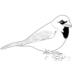 House Sparrow Free Coloring Page for Kids