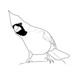 Inquisitive Cardinal Free Coloring Page for Kids