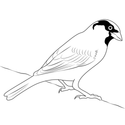 Look Sparrow Bird Free Coloring Page for Kids