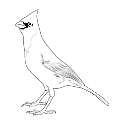 Nature Birds Cardinal Free Coloring Page for Kids