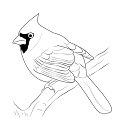 Northern Cardinal Free Coloring Page for Kids