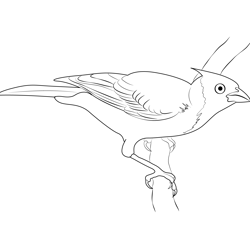 Red Birds Brazil Cardinal Free Coloring Page for Kids