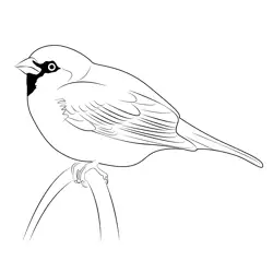 Sitting Sparrow Free Coloring Page for Kids