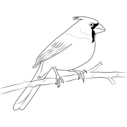 Small Cardinal Bird Free Coloring Page for Kids