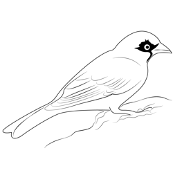 Small Grey Sparrow On White Free Coloring Page for Kids