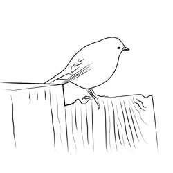 Small Sparrow Free Coloring Page for Kids