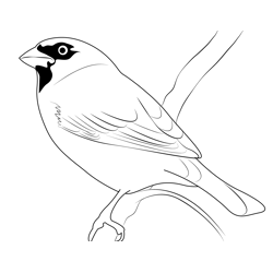 Song Sparrow Free Coloring Page for Kids