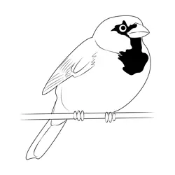 Sparrow 1 Free Coloring Page for Kids