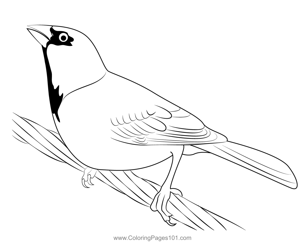 Sparrow 3 Coloring Page for Kids Free Sparrows Printable Coloring