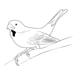 Sparrow 4 Free Coloring Page for Kids