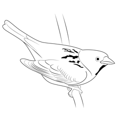 Sparrow 5 Free Coloring Page for Kids
