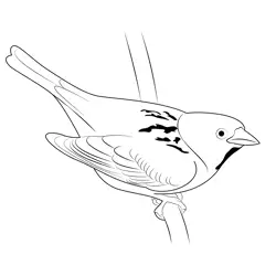 Sparrow 5 Free Coloring Page for Kids