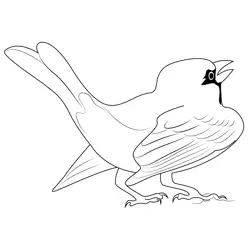 Sparrow 6 Free Coloring Page for Kids