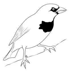 Sparrow 7 Free Coloring Page for Kids