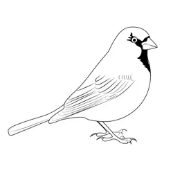 Sparrow Bird Free Coloring Page for Kids
