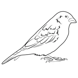 Sparrow Close Up Free Coloring Page for Kids