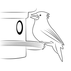 Sparrow Eating Nut Free Coloring Page for Kids