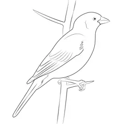 Sparrow Grey Headed Free Coloring Page for Kids