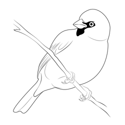 Sparrow Hang On Tree Free Coloring Page for Kids