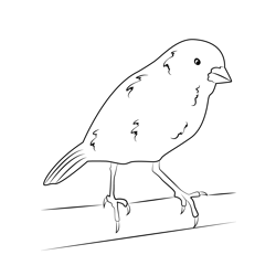Sparrow Looking Down Free Coloring Page for Kids