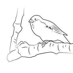 Sparrow On Tree Branch Free Coloring Page for Kids
